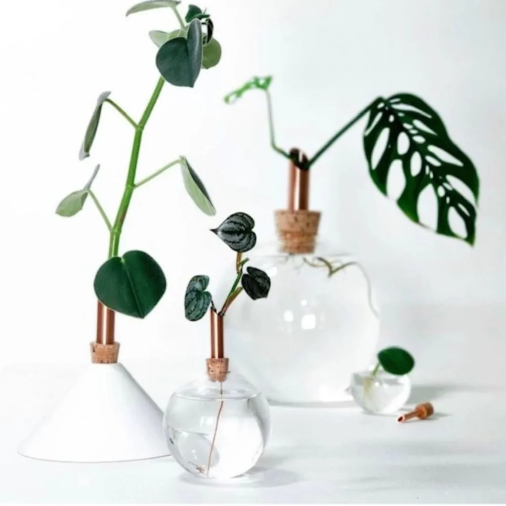 Deze afbeelding heeft een leeg alt-attribuut; de bestandsnaam is plant-1024x1024.webp